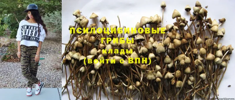 Псилоцибиновые грибы Psilocybe  где можно купить наркотик  Задонск 